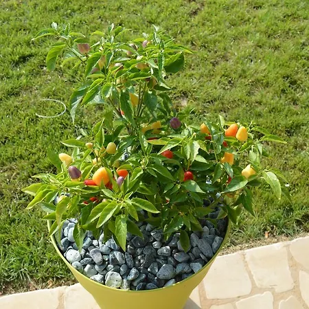 Casa Del Peperoncino * Otranto