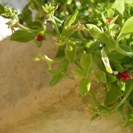 Casa Del Peperoncino *