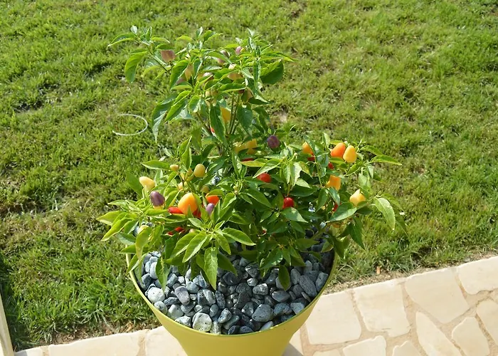 Casa Del Peperoncino * Otranto