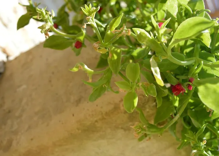 Casa Del Peperoncino *